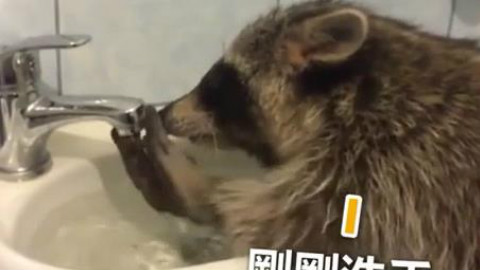 干脆面洗手不会关水龙头, 以为水龙头坏了…… 最后还肇事逃逸了